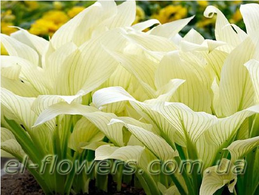 Растения для сада Хоста White Feather